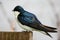 Blue Tree Swallow Perched on Wooden Post