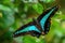 Blue Triangle butterfly - Graphium sarpedon