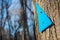 Blue Triangle Trail Marker Nailed to a Tree Trunk