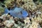 Blue triggerfish