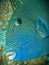 Blue triggerfish