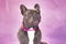 Blue trindle colored French Bulldog dog wearing pink collar