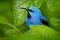 Blue tropic bird, close-up portrait. Shining Honeycreeper, Cyanerpes lucidus, wildlife from Costa Rica. Beautiful exotic forerst