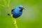 Blue tropic bird, close-up portrait. Shining Honeycreeper, Cyanerpes lucidus, wildlife from Costa Rica. Beautiful exotic forerst