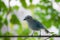 Blue tropical bird. Azure-shouldered Tanager Tangara cyanoptera blue bird against green leaves background. Tanager blue.