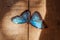 Blue tropical butterfly Morpho peleides with black edging of wings and dots is on wooden floor
