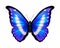 Blue tropical butterfly. Morpho rhetenor helena. Realistic vibrant detailed illustration. Isolated on white. South