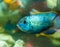 Blue tropical fish in aquarium, exotic fish in aquarium