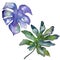 Blue tropical leaves in a watercolor style isolated.