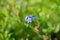 Blue True Forget-Me-Not Myosotis scorpioides flowers with green background