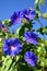 Blue Trumpet vine flowering