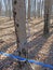 blue tubing to tap maple tree in Spring