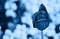 Blue tulip flower on a blured background