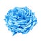 Blue turquoise Rose Flower