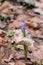 Blue Two-Leaf Squill Scilla Bifolia