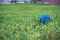 A blue, umbilical ball for playing with animals, lies on the green grass, lawn. A ball for play and play. Selective selective soft