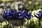 Blue undersized irises and yellow primrose bushes bloom in spring in the garden background