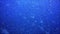 Blue underwater background with flock of caranx fish