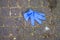 blue used latex glove abandoned in the street during the covid-19 pandemic