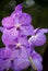 Blue vanda orchid flower