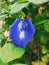 A blue variety of the pea Clitoria