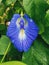 A blue variety of the pea Clitoria