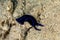 Blue Velvet Headshield Slug, Chelidonura varians, is a species of small sea slug, a marine opisthobranch gastropod mollusc in the