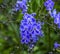 Blue Verbena Blooming Macro