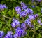 Blue Verbena Blooming Macro