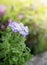 Blue verbena flowers on garden background