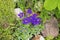 Blue verbena on a rocky hill in the garden