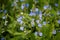 Blue Veronica flowers on a field