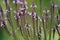 Blue Vervain Flowers