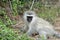 Blue Vervet monkey