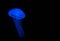 Blue and Vibrant single Jellyfish