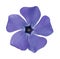 Blue vinca flower on a white background.