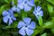 Blue vinca flowers