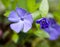 Blue vinca flowers