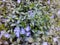 Blue vinca flowers on an alpine hill in a spring garden