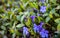 Blue vinca flowers and green vinca leaves