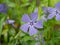 Blue vinca minor flower closeup. Tender violet petals of Vinca blossom macro. Beautiful spring blooming season. Single periwinkle