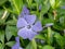 Blue vinca minor flower closeup. Tender violet petals of Vinca blossom macro. Beautiful spring blooming season. Single periwinkle