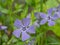 Blue vinca minor flower closeup. Tender violet petals of Vinca blossom macro. Beautiful spring blooming season. Single periwinkle