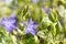 Blue Vinca plant