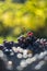 Blue vine grapes. Grapes for making wine. Detailed view of Cabernet Franc blue grape vines.