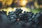 Blue vine grapes. Grapes for making wine. Detailed view of Cabernet Franc blue grape vines.