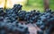 Blue vine grapes. Grapes for making wine. Detailed view of Cabernet Franc blue grape vines.