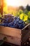 Blue vine grapes harvested in a wooden box with vineyard and sunshine.