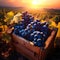 Blue vine grapes harvested in a wooden box with vineyard and sunshine.