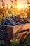 Blue vine grapes harvested in a wooden box with vineyard and sunshine.